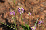 Curtiss' milkwort